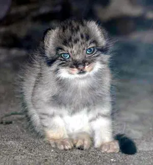 恩賜上野動物園のペッキーの写真