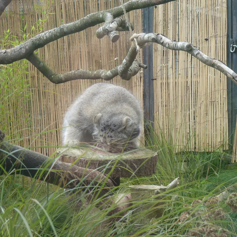 エディンバラ動物園のアキコの写真