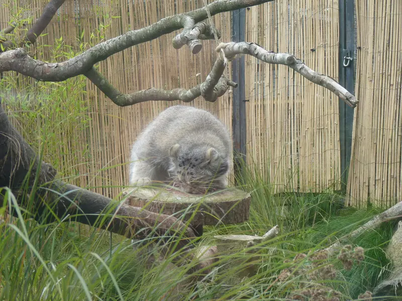 エディンバラ動物園のアキコの写真
