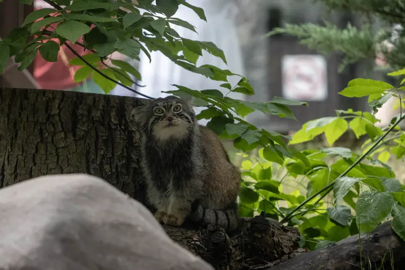 モスクワ動物園のティモフェイの写真