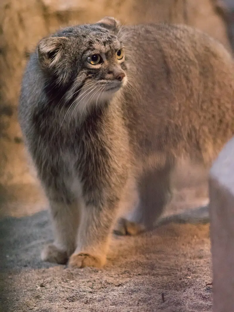 野毛山動物園のフィーガの写真