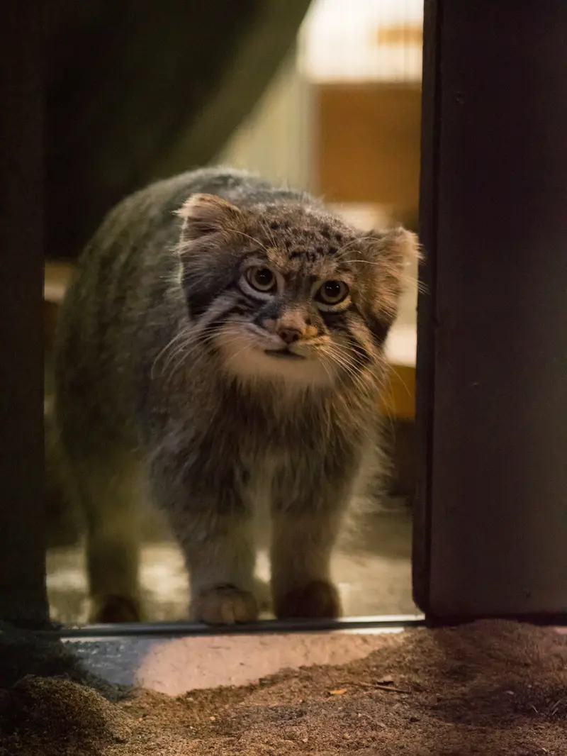 野毛山動物園のフィーガの写真