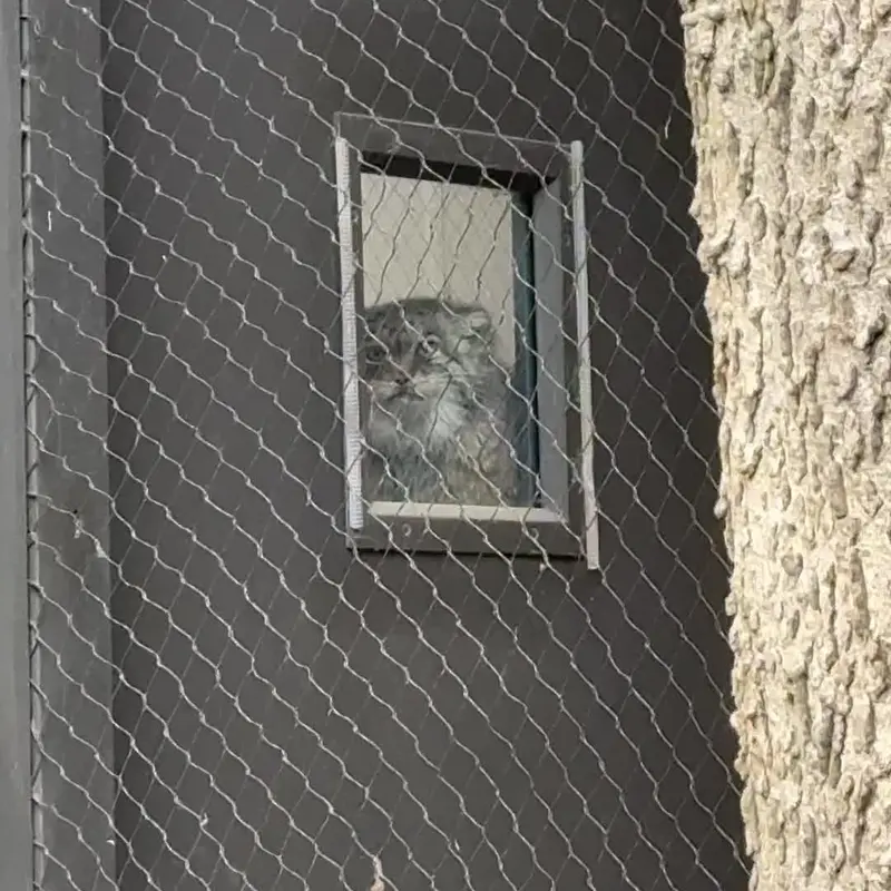 プロスペクト・パーク動物園のマヌルネコの写真