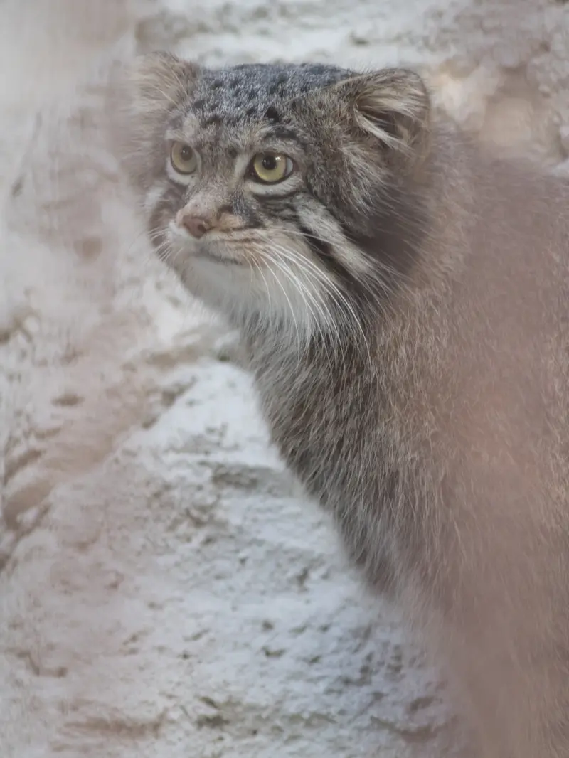 野毛山動物園のフィーガの写真