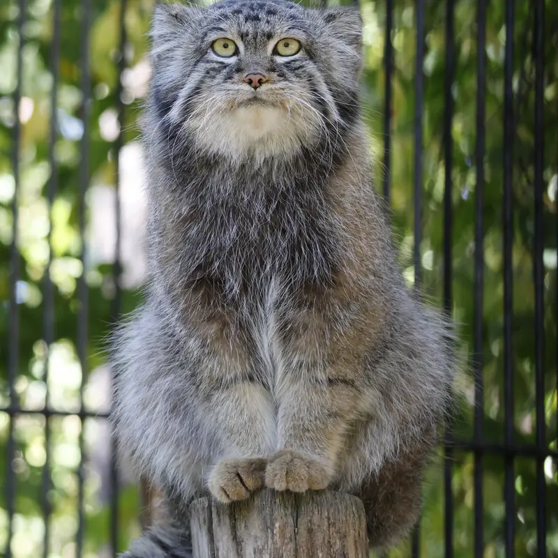 ノヴォシビルスク動物園のシルヴェスターの写真