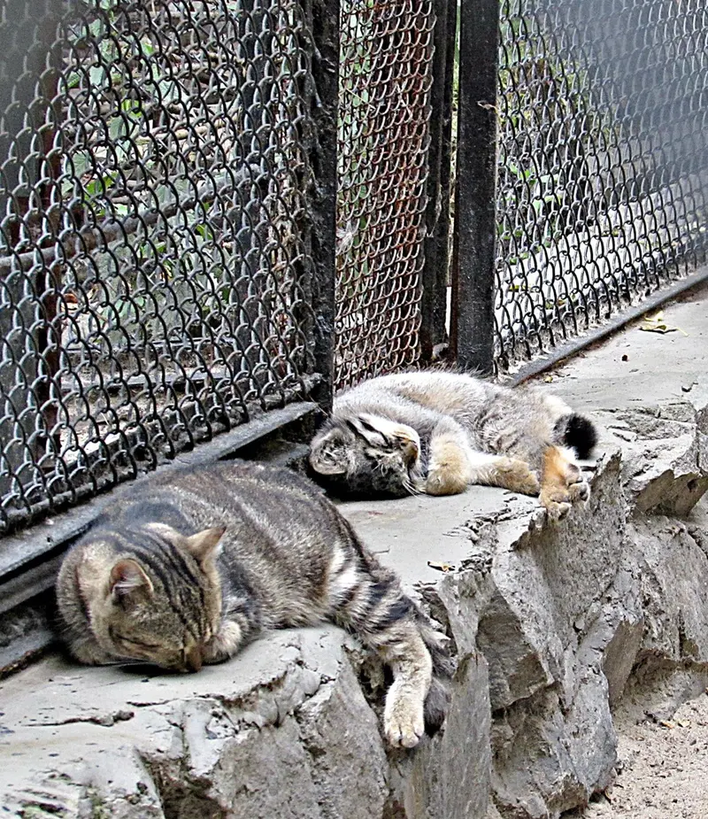 ノヴォシビルスク動物園のマヌルネコの写真