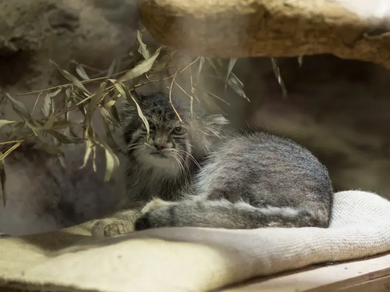 恩賜上野動物園のクリョンの写真