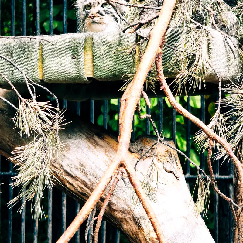 ノヴォシビルスク動物園のガビの写真