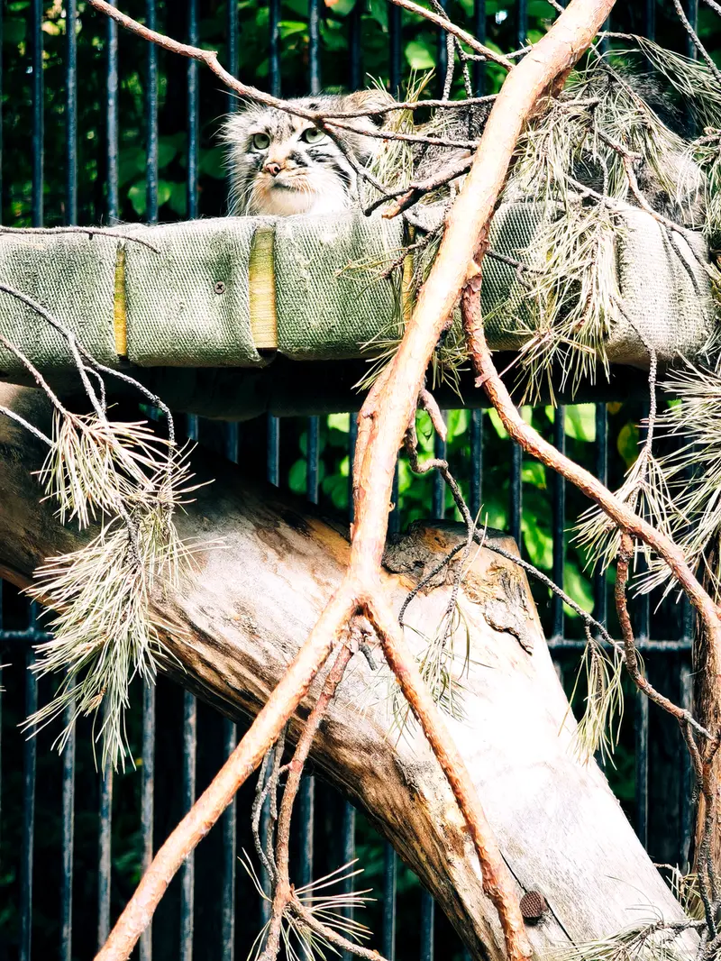 ノヴォシビルスク動物園のガビの写真
