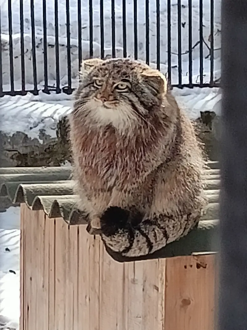 マヌルネコの写真