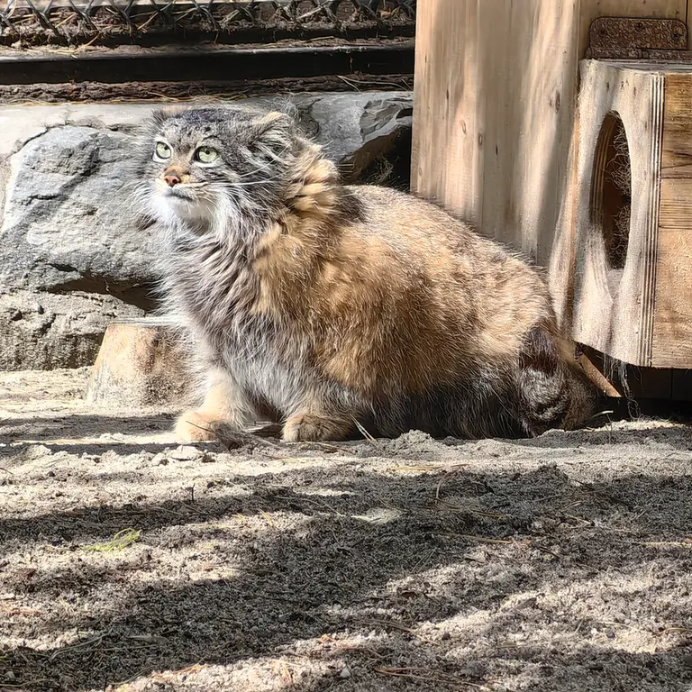 ノヴォシビルスク動物園のアデルの写真