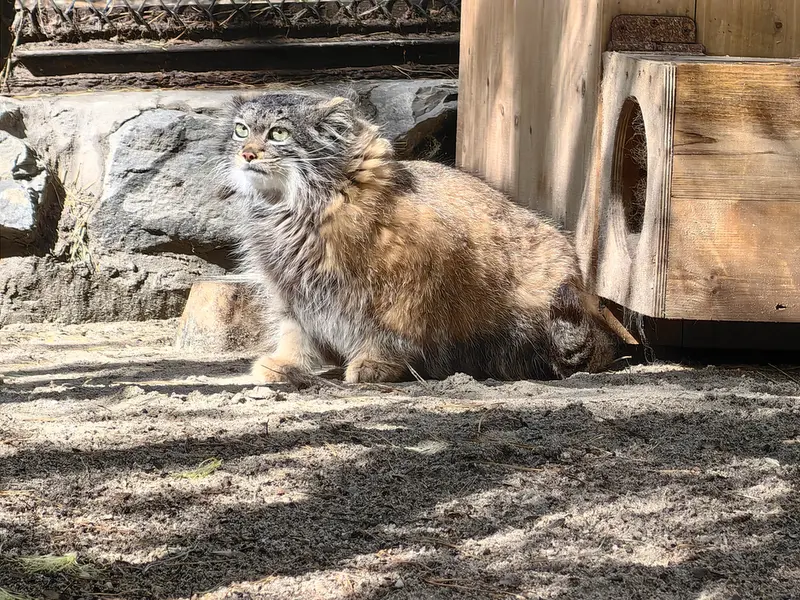 ノヴォシビルスク動物園のアデルの写真