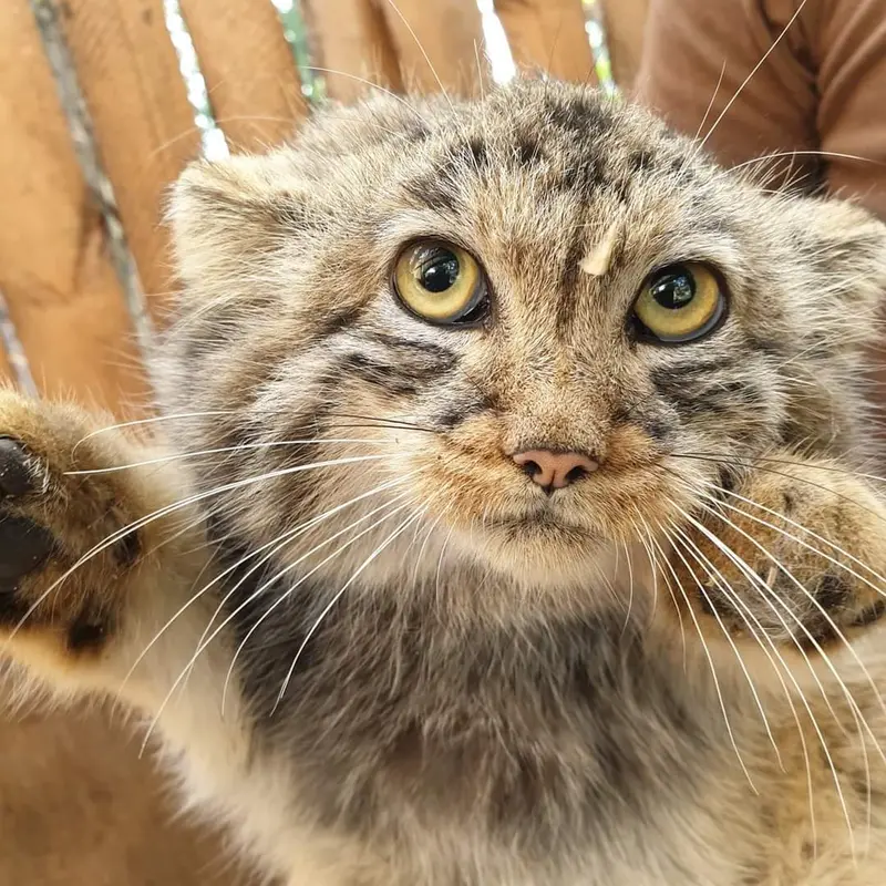 ヴロツワフ動物園のアルタニの写真
