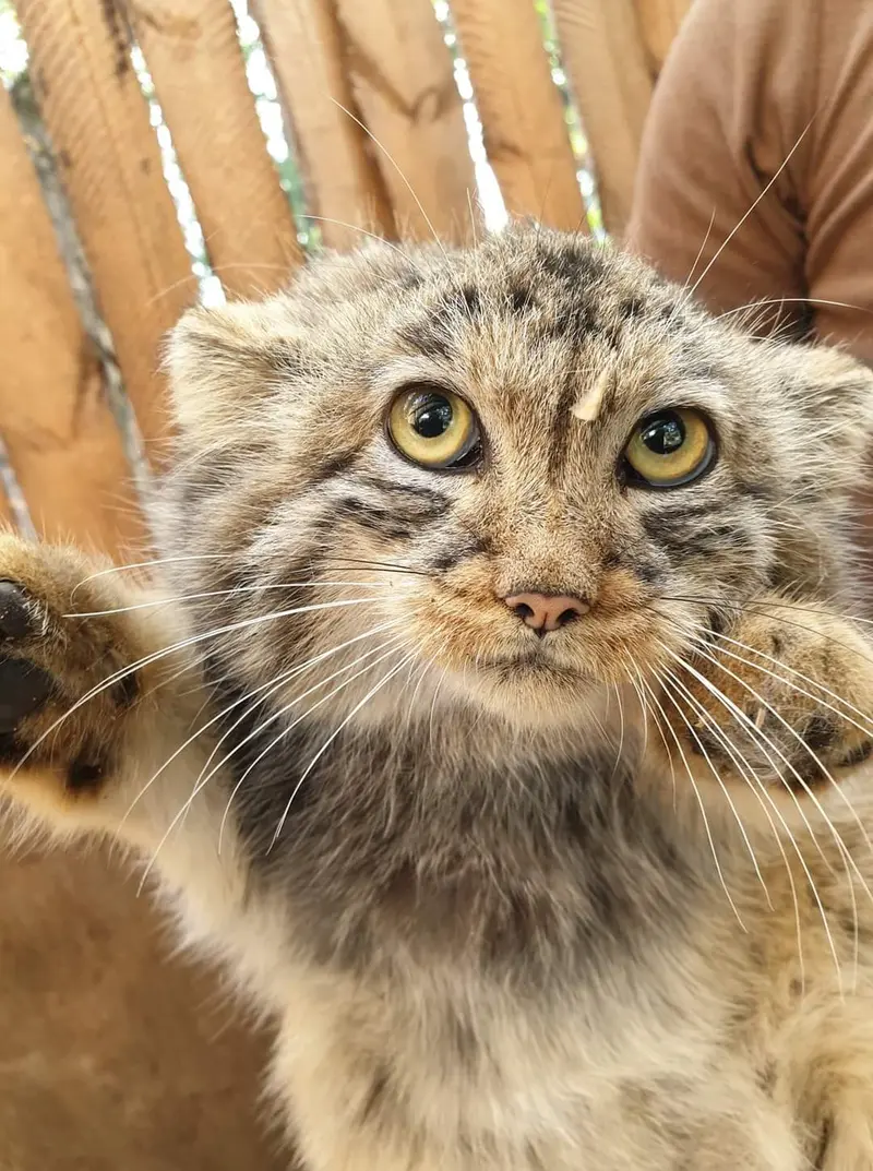 ヴロツワフ動物園のアルタニの写真