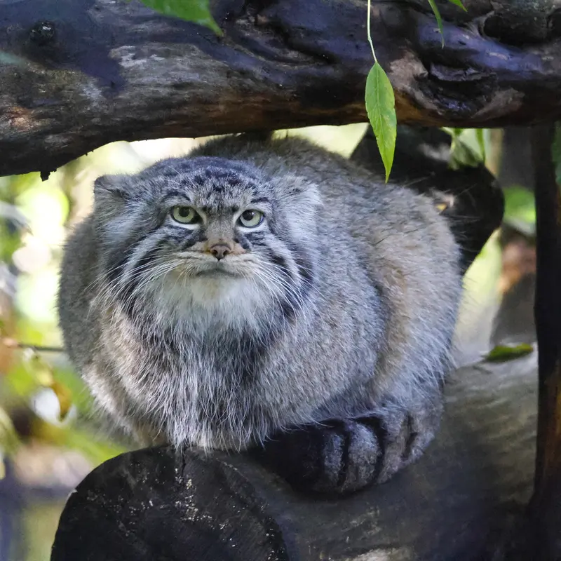 ノヴォシビルスク動物園のゾーシャの写真
