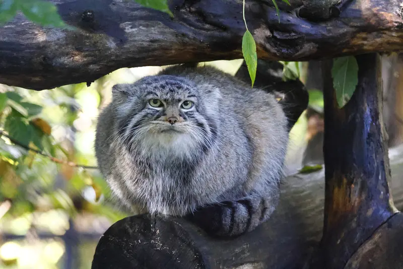 ノヴォシビルスク動物園のゾーシャの写真