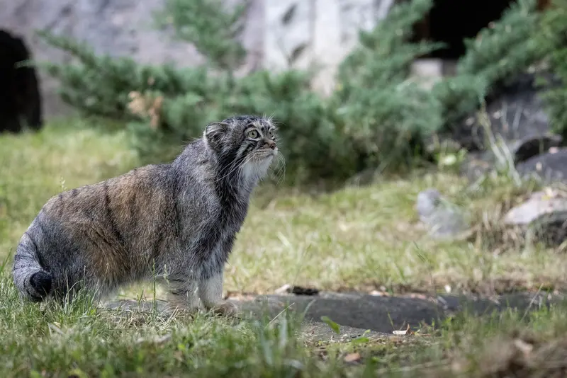 モスクワ動物園のティモフェイの写真