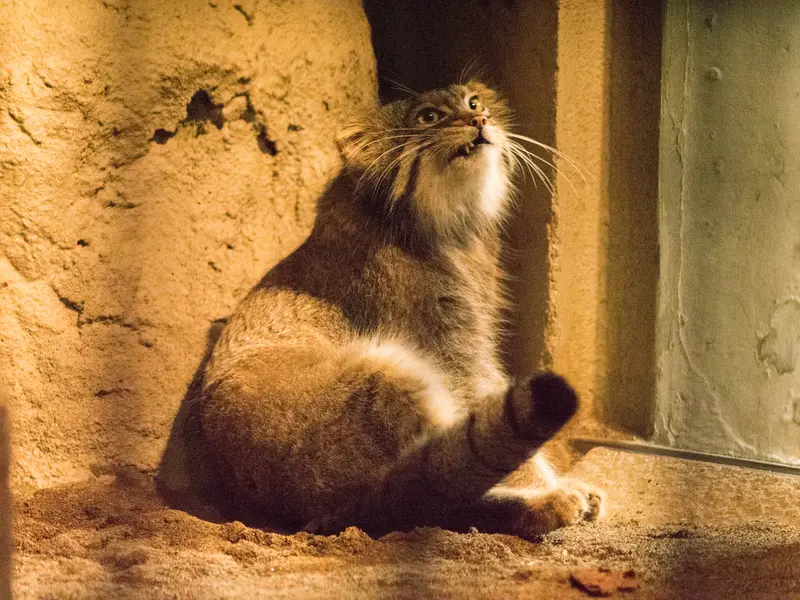 野毛山動物園のフィーガの写真
