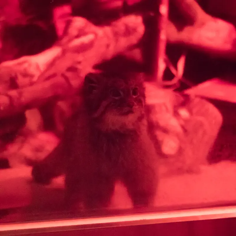 恩賜上野動物園のナイマの写真