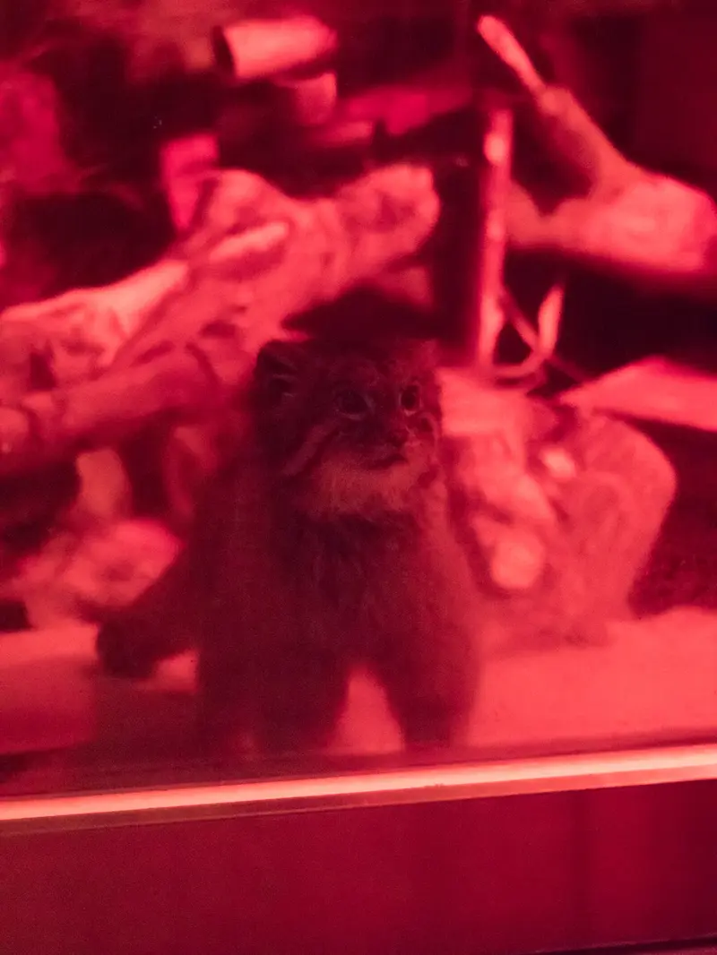 恩賜上野動物園のナイマの写真