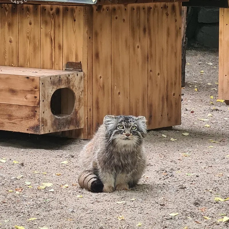 ノヴォシビルスク動物園のアチの写真