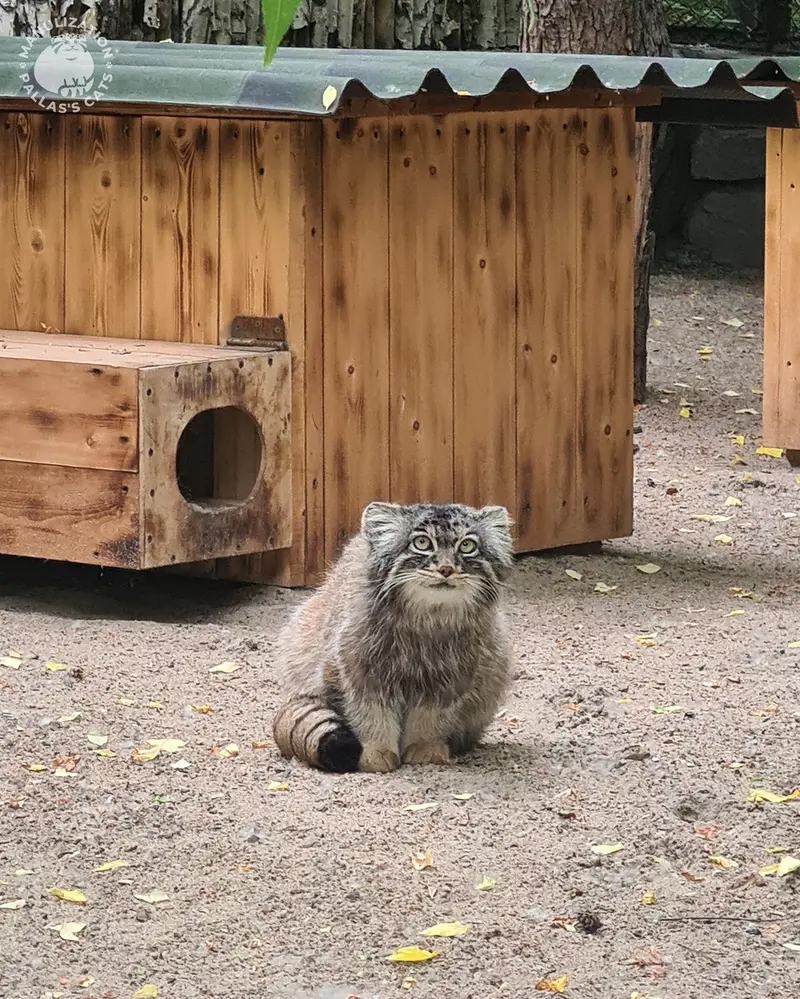 ノヴォシビルスク動物園のアチの写真