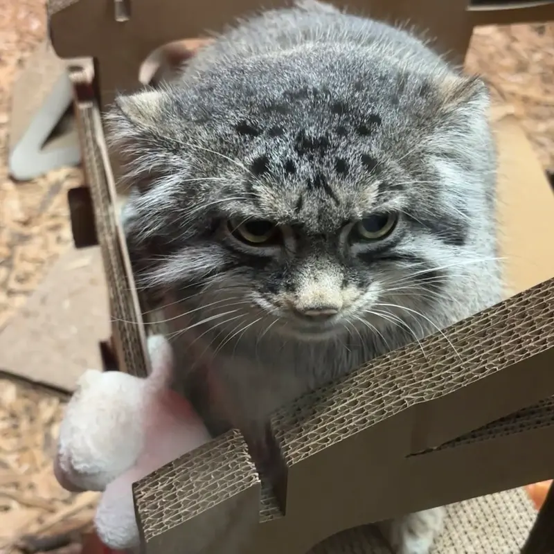 スペリオル湖動物園のパブの写真