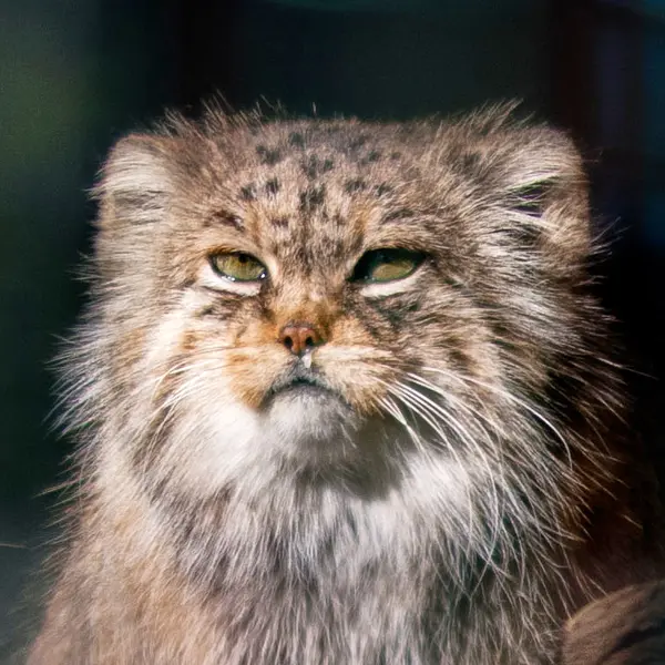 マクデブルク動物園のマヌルネコのマヌエラ