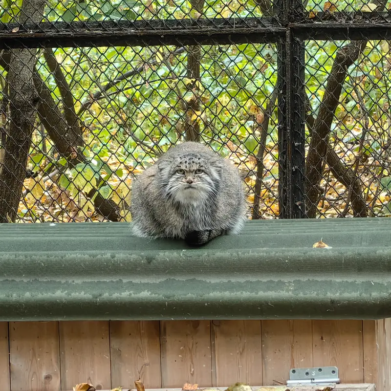 ノヴォシビルスク動物園のミアの写真
