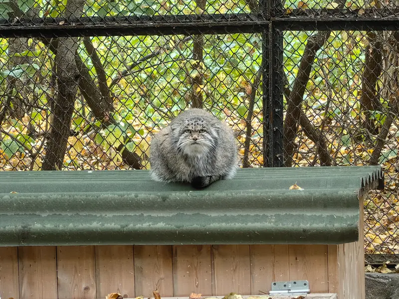 ノヴォシビルスク動物園のミアの写真