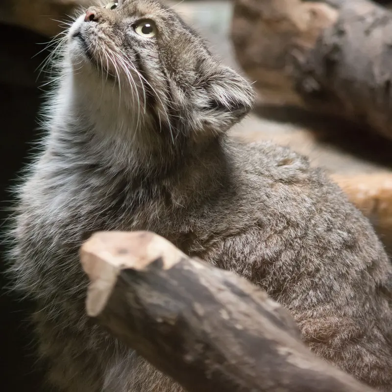 恩賜上野動物園のプリームラの写真