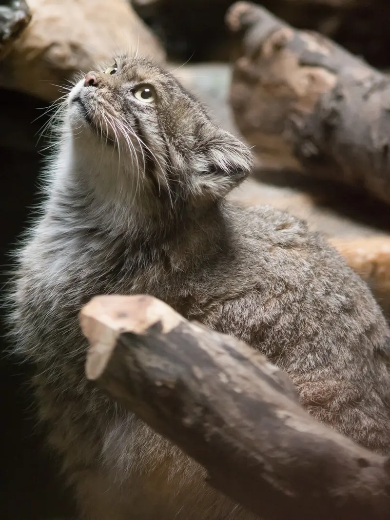 恩賜上野動物園のプリームラの写真