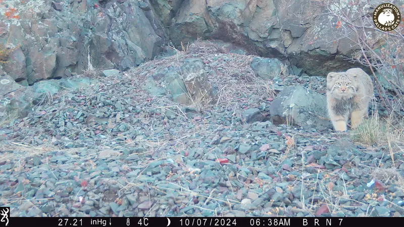エギズカラ［新］カメラトラップで撮影したOtocolobus manul manulの写真