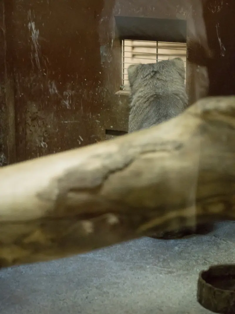 恩賜上野動物園のクリョンの写真