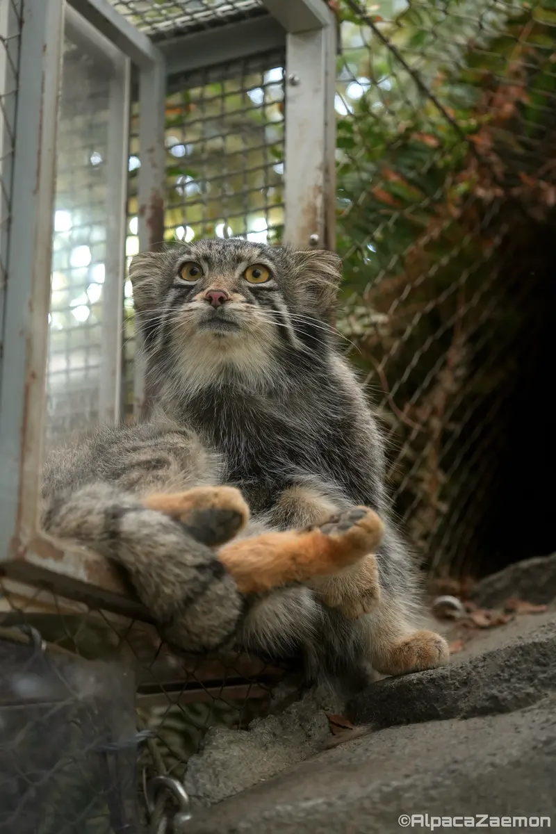 神戸どうぶつ王国のオトの写真