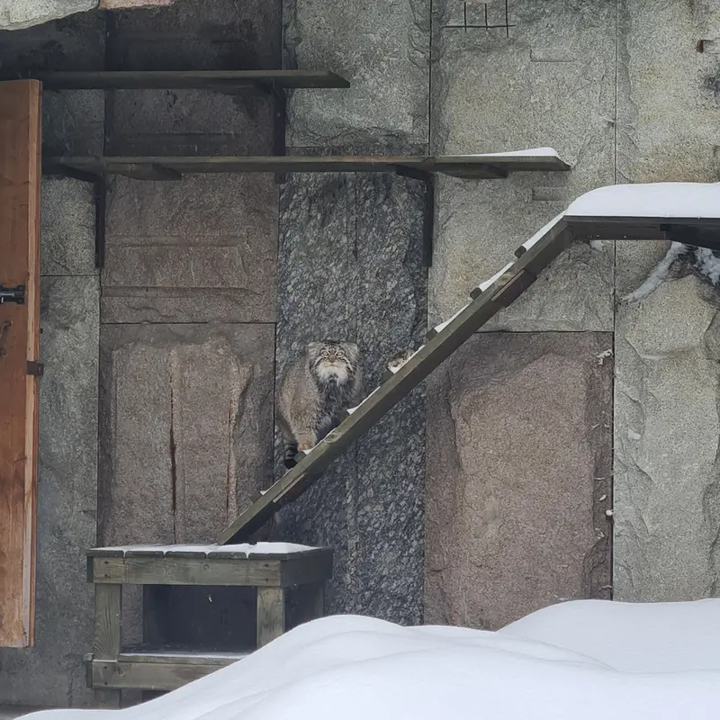 モスクワ動物園のティモフェイの写真