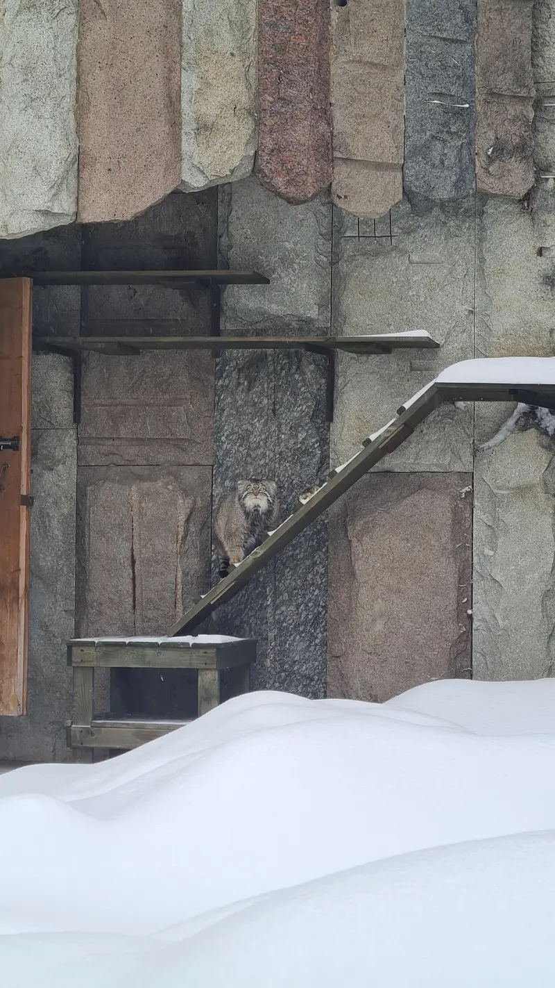 モスクワ動物園のティモフェイの写真