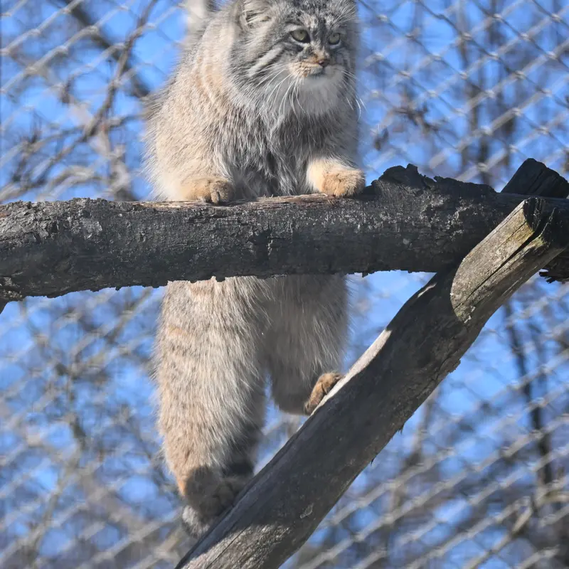 コルケアサーリ動物園のアルカスの写真