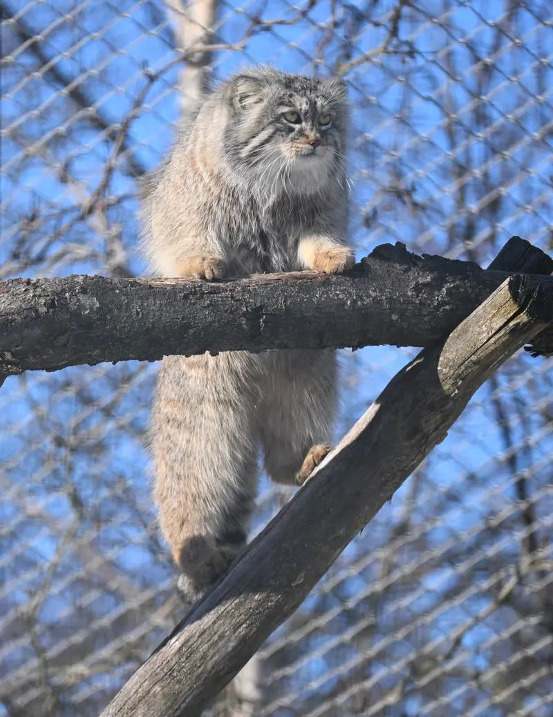 コルケアサーリ動物園のアルカスの写真