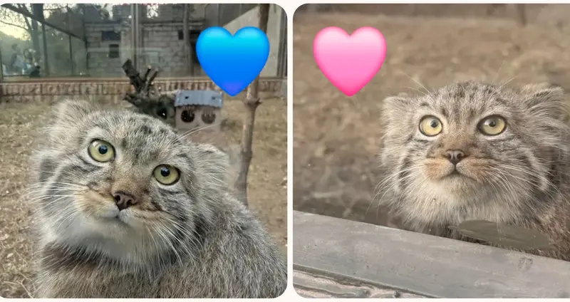 マヌルネコの写真