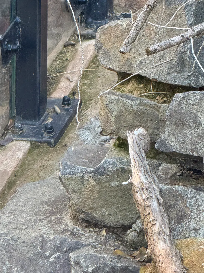 プラハ動物園のプリンセッサの写真