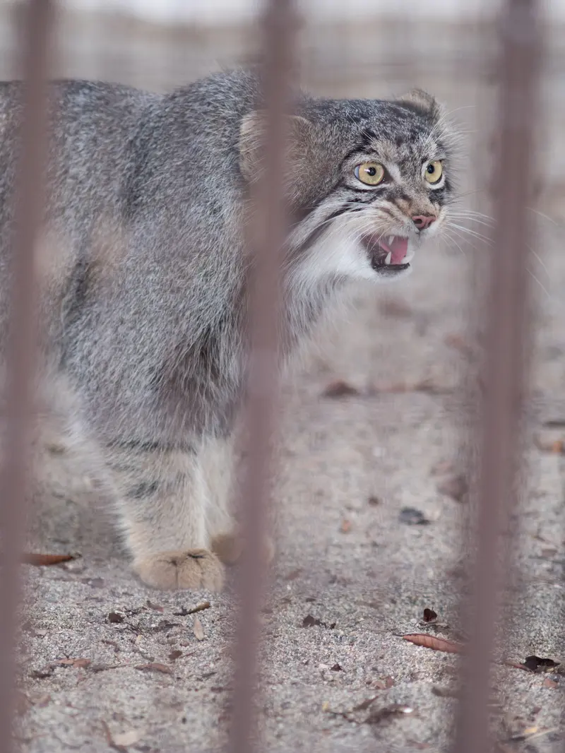 野毛山動物園のフィーガの写真
