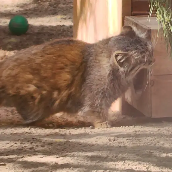 ノヴォシビルスク動物園のマヌルネコの写真