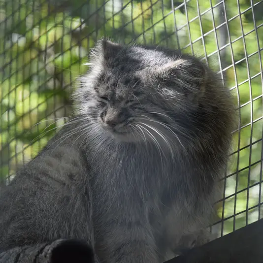 コシツェ動物園のアイセンの写真