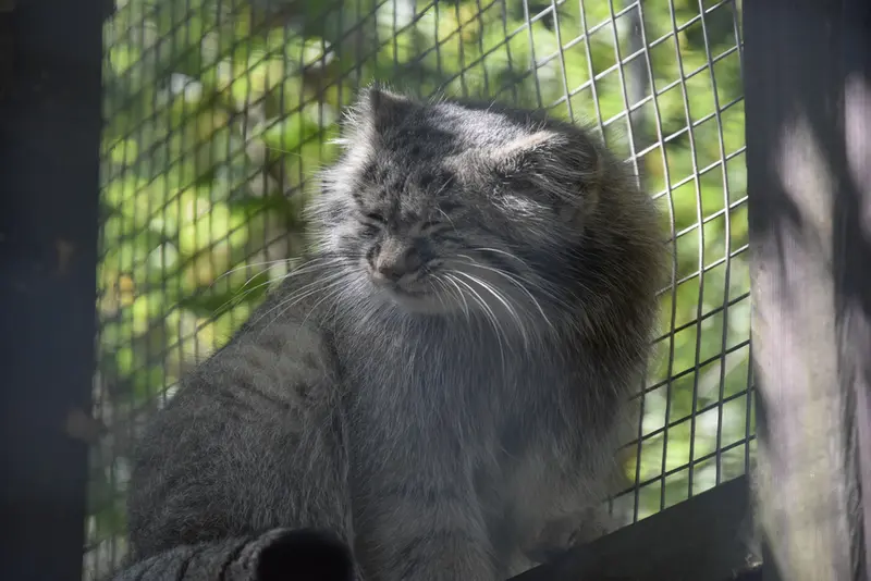 コシツェ動物園のアイセンの写真