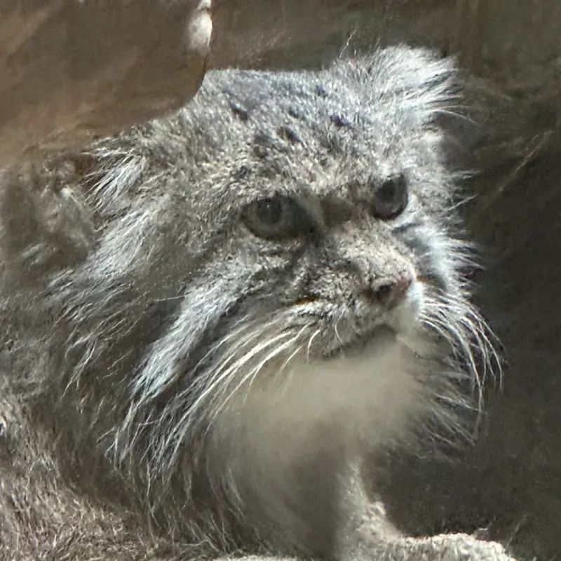 マヌルネコの写真