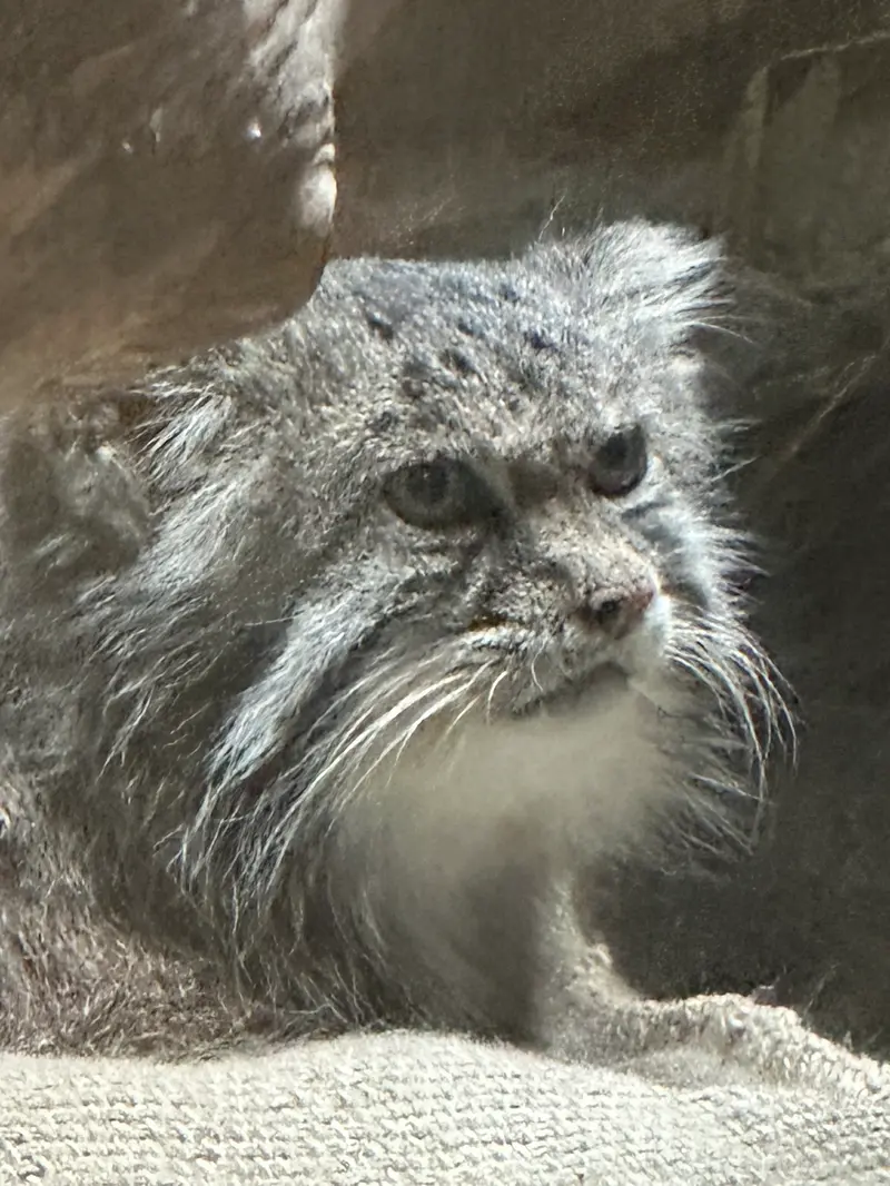 マヌルネコの写真