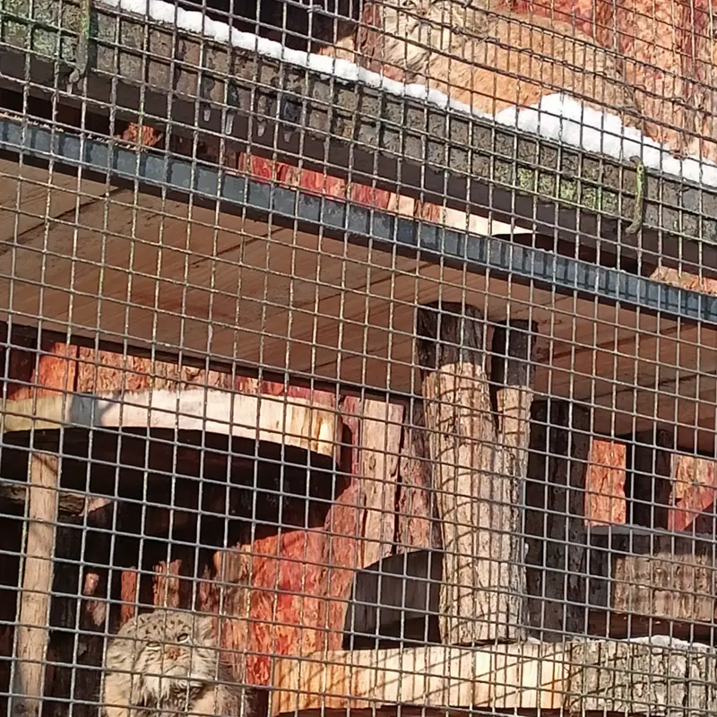 レニングラード動物園のナミカとスヴェンの写真
