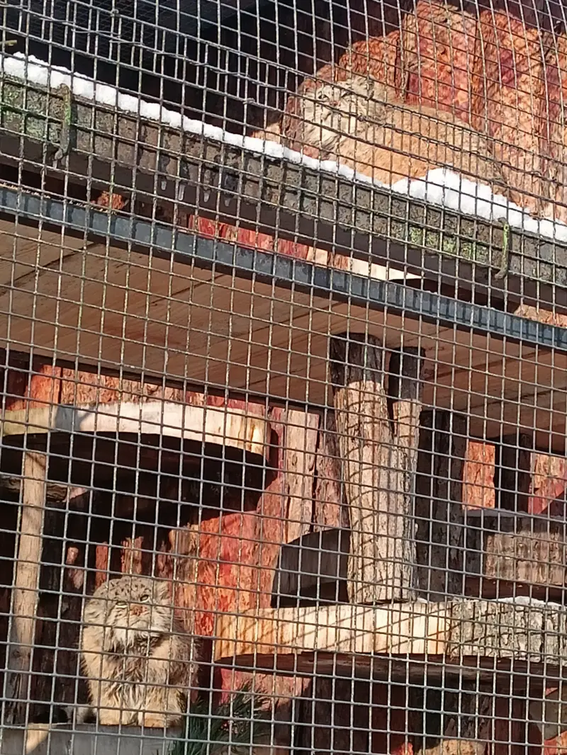 レニングラード動物園のナミカとスヴェンの写真