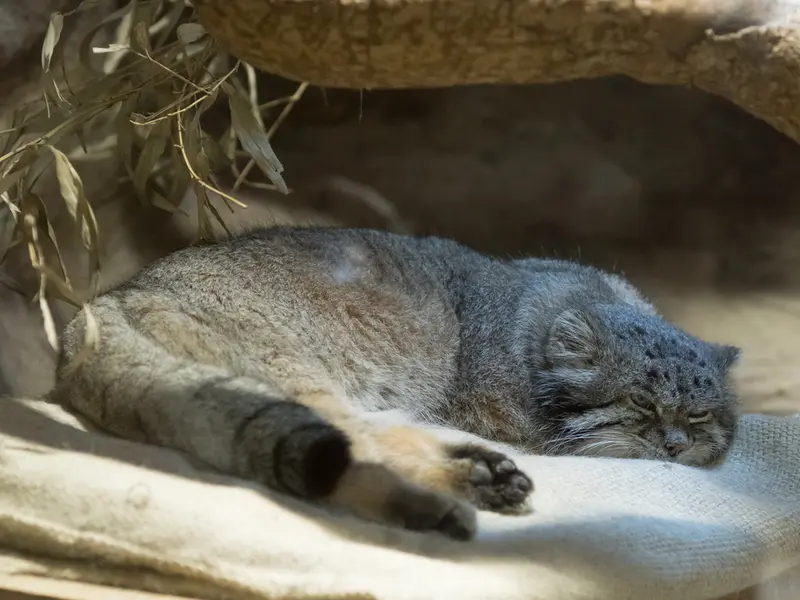 恩賜上野動物園のクリョンの写真